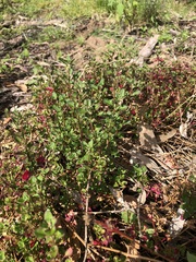 Chenopodium robertianum