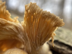 Pleurotus ostreatus