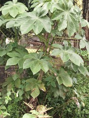 Cecropia schreberiana