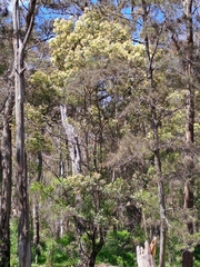 Zanda funerea funerea