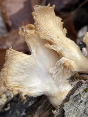Pleurotus ostreatus