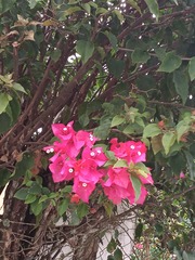 Bougainvillea spectabilis