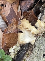 Pleurotus ostreatus