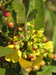 Ochna natalitia