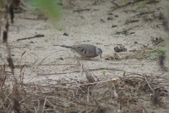 Columbina passerina