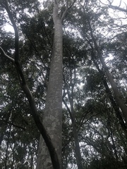 Corymbia maculata