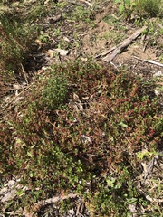 Chenopodium robertianum