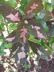 Graptophyllum