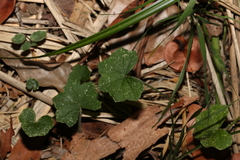 Hydrocotyle hirta