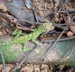 Anolis frenatus