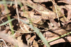 Melanoplus yarrowii