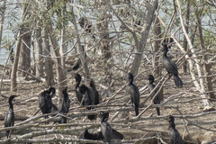 Nannopterum brasilianum