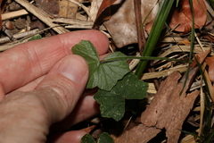 Hydrocotyle hirta