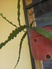 Selenicereus anthonyanus