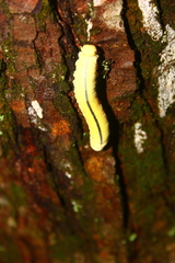 Cimbex americanus