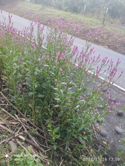 Plantaginaceae