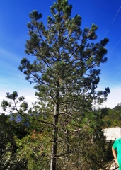 Pinus teocote
