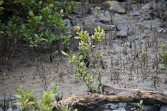 Avicennia marina