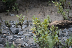 Avicennia marina