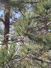 Pinus teocote