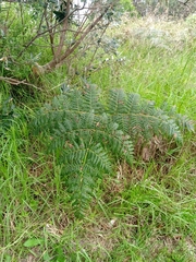 Pteridium esculentum