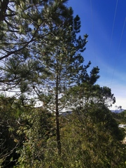 Pinus teocote