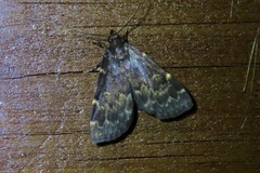 Idia lubricalis