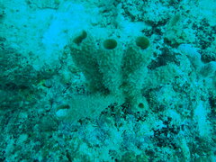 Porifera