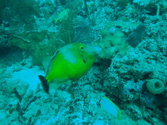 Cantherhines macrocerus