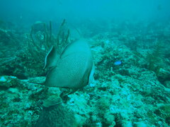 Pomacanthus arcuatus