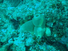Porifera
