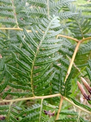 Pteridium esculentum