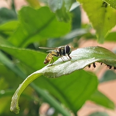 Simosyrphus grandicornis