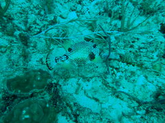 Lactophrys triqueter