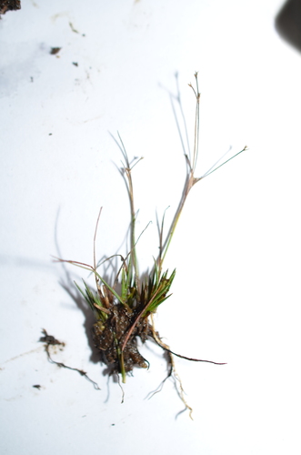 Image of Juncus pelocarpus by (c) Sam Turner, some rights reserved (CC BY)