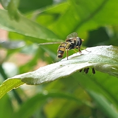 Simosyrphus grandicornis