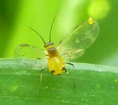 Aphis nerii