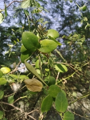 Pentatropis capensis
