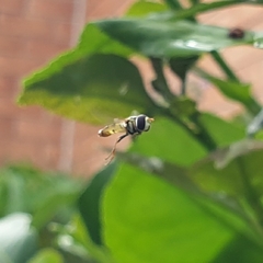 Simosyrphus grandicornis