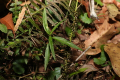 Pigea stellarioides