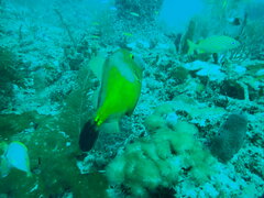 Cantherhines macrocerus