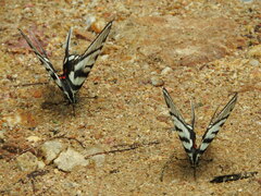 Protographium epidaus