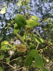 Pentatropis capensis