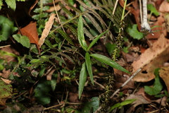 Pigea stellarioides