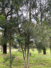 Casuarina cunninghamiana