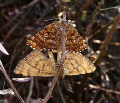 Epelis truncataria