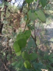 Pentatropis capensis