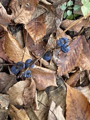 Caulophyllum thalictroides