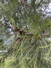 Casuarina cunninghamiana