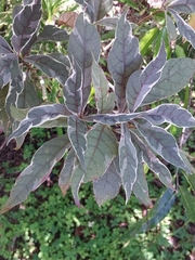 Graptophyllum pictum